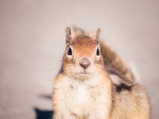 Close up of a chipmunk looking into the camera