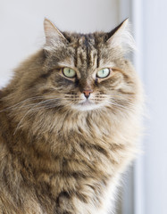 Naklejka na ściany i meble furry brown cat of siberian breed at the window