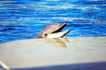 Dolphin games