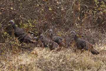 Wild Turkeys in fall in Idaho