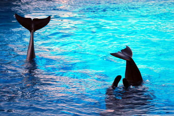 Obraz premium Dolphin games