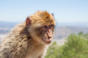 At the top of the Rock of Gibraltar is a large group of Barbary macaques. They steal food from tourists regularly. This ape has paused for a portrait after stealing a pack of cookies.