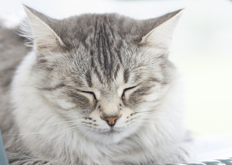Naklejka na ściany i meble beautiful silver siberian cat outdoor