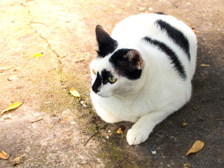 Siamese cat. White chubby. Fat cat close up. focus on face and blurred in the other.