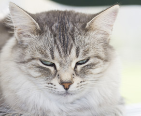 Naklejka na ściany i meble beautiful silver siberian cat outdoor