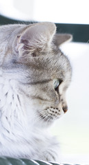 Naklejka na ściany i meble silver siberian cat in the garden
