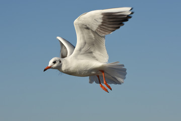 Seagull flying with open wings in blue sky.