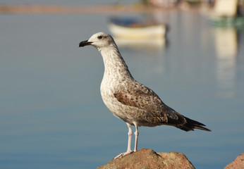 Seagull standing on a rock near the sea. 