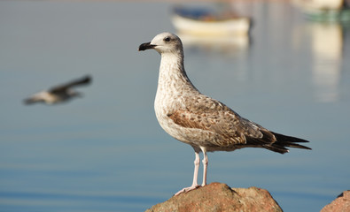 Seagull standing on a rock near the sea. 