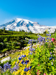 Colorful wildflowers in subalpine meadows with glacier in the background