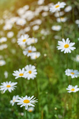 field of camomile flower