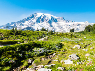 Hiking path trough subalpine meadows with glacier in the background