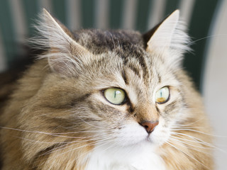 sweet cat of siberian breed on a chair