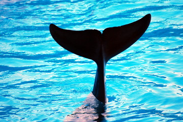 Dolphin games