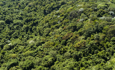 Fototapeta premium Widok z lotu ptaka na brazylijski las Atlantycki
