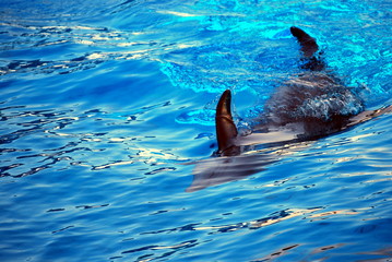 Obraz premium Dolphin games