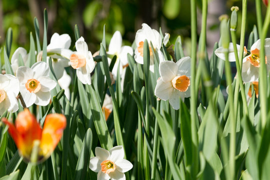Spring narcisus