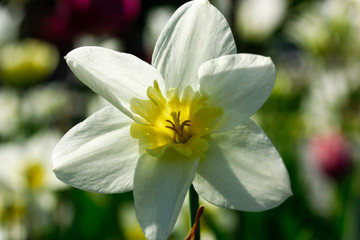 Spring narcisus