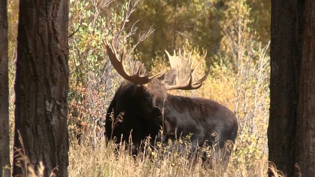 Shiras Moose Bull in the Fall rut