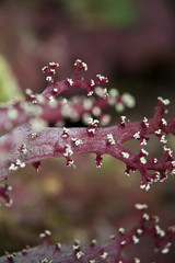 Red Soft Coral from Thailand