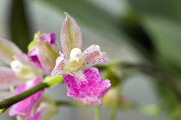 Pink orchid on dark background