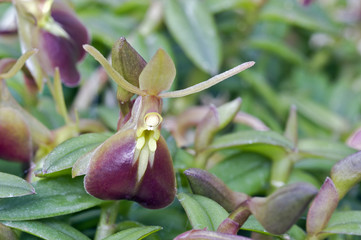 Brown orchid on green background