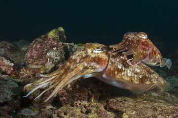 Mating cuttlefish 1