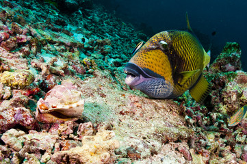 Fototapeta na wymiar Parrot Fish Front