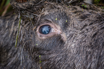 Looking killed or dead moose hunting
