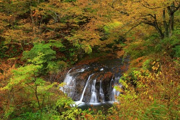 Fototapeta premium 葛丸渓流 紅葉の一の滝