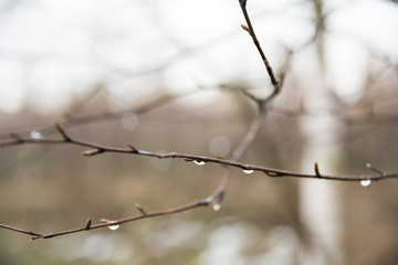 Fototapeta na wymiar raindrops on a branch