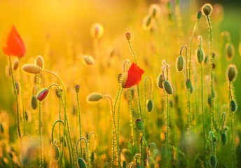 Flowering Spring Meadow