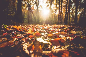Foto op Plexiglas Golden Autumn Foliage © Tomasz Zajda