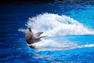 Fototapeta premium Dolphin games