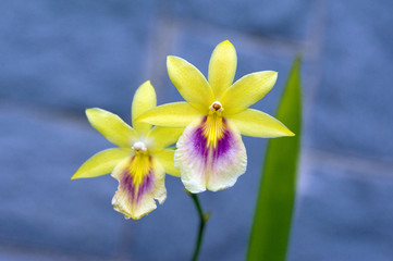 Orchid, one of the largest botanical families