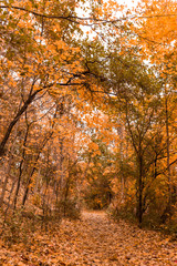 Naklejka premium Fall