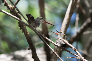 Mother hummingbird feeding baby hummingbird