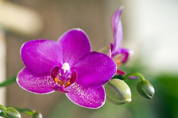 Pink orchid on dark background