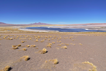 Vegetation on the banks of Salar de Tara.