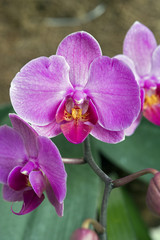 Pink orchid on dark background