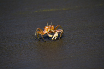 horned ghost crab
