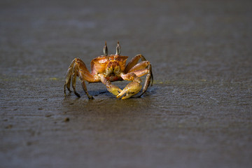 horned ghost crab