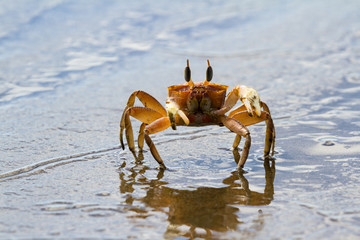 horned ghost crab