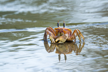 horned ghost crab