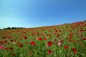 ポピー畑