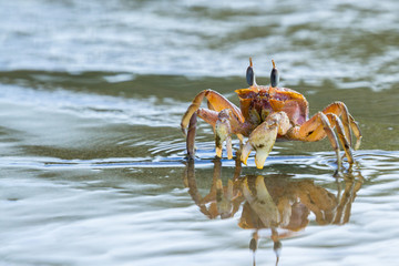 horned ghost crab