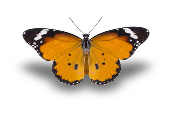 Fototapeta na wymiar beautiful butterfly, isolated on white background, butterfly flying on white, colorful butterfly
