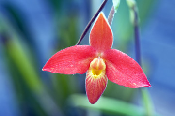 Orange orchid on blue background