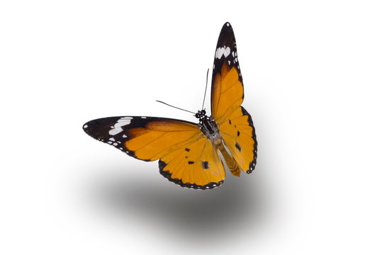 Fototapeta beautiful butterfly, isolated on white background, butterfly flying on white, colorful butterfly