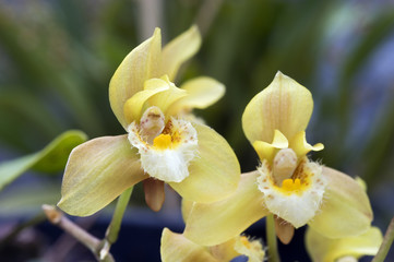 Naklejka na ściany i meble Yellow Brazilian orchid on dark background
